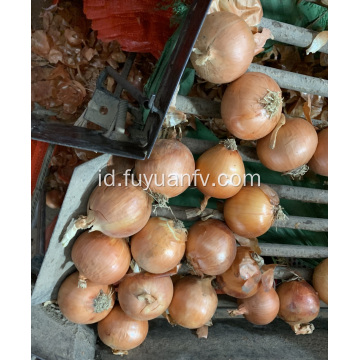 bawang kuning untuk pasar Indonesia